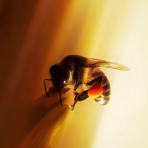 زنبور و آتش و ابراهیم علیه السلام - داستان صوتی کوتاه - میقات مدیا